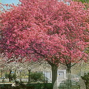 Malus 'John Downie' 8-10 HO container