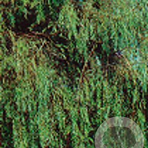 Salix alba 'Chermesina' 400-450 cm container solitair