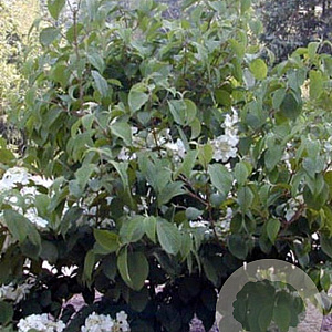 Viburnum plicatum 150 cm stam 15L