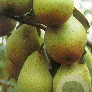 Pyrus c. 'Comtesse de Paris' 16-18HA container