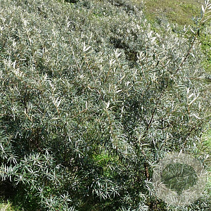 Hippophae rhamn. 'Pollmix' 200-250 cm draadkluit meerstammig