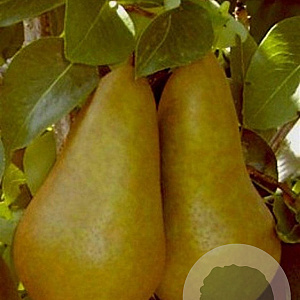 Pyrus c. 'Kaiser Alexander' 16-18HA container