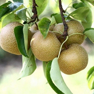 Pyrus pyrifolia 'Hosui' 8-10 HO container