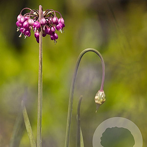 Allium cernuum 'Hidcote' GM P9