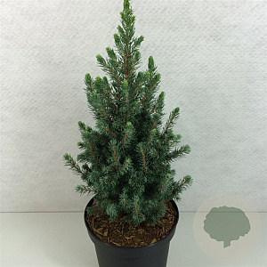 Picea glauca 'Conica Blue' 30-40 cm 3,0L