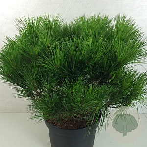 Pinus dens. 'Heavy Bud' 40-50 cm 10L