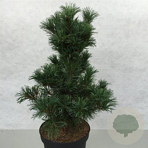 Pinus parv. 'Schoon's Bonsai' 50-60 cm 10L