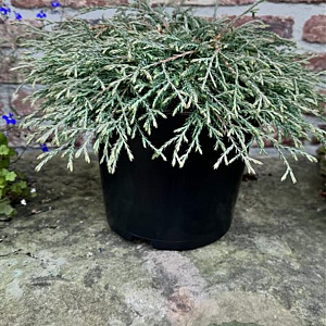 Thuja occidentalis 'Going Down' 40-50 cm 10L