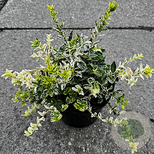 Euonymus fortunei 'Harlequin' 25-30 cm 3,0L