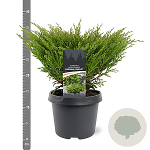 Juniperus horizontalis 'Andorra Compact' 30-40 cm 3,0L