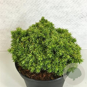 Cryptomeria j. 'Tenzan' 15-20 cm 3,0L