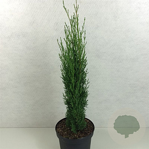 Cupressus semp. 'Totem' 40-50 cm 3,0L