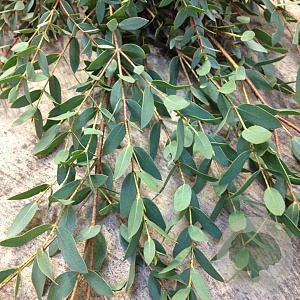 Eucalyptus parvifolia GM P9
