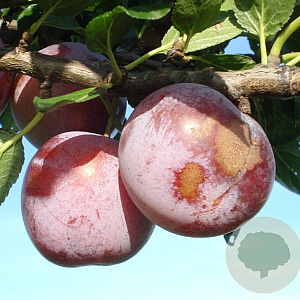 Prunus d. 'Reine Claude d'Althan' halfstam 7,5L