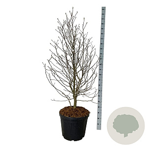 Magnolia loebneri 'Mag's Pirouette' 125-150 cm cont. 55L extra