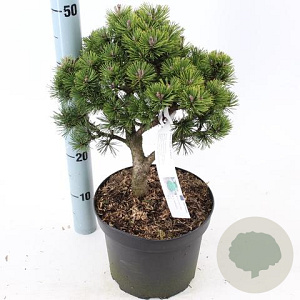 Pinus mugo 'Lilliput' 25-30 cm 5,0L