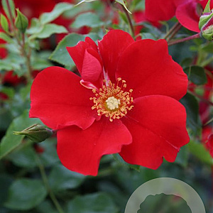 Rosa (H) 'Alexander von Humboldt' GM C1.5 eigen wortel