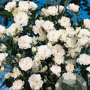 Rosa (H) Crystal Fairy GM C1.5 eigen wortel