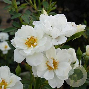 Rosa (H) Kent GM C1.5 eigen wortel