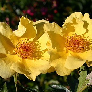 Rosa (F) Lemon Fizz GM C1.5 eigen wortel