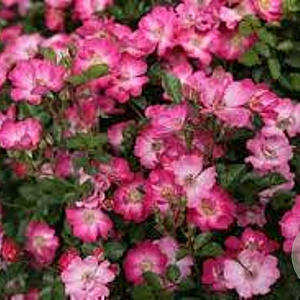 Rosa Lupo GM C1.5 eigen wortel