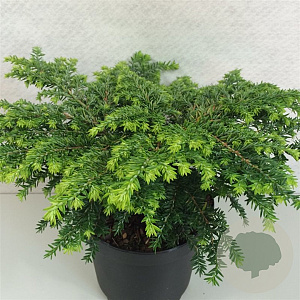 Tsuga can. 'Popeleski' 20-25 cm 3,0L