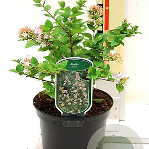 Abelia chinensis 25-30 cm 2,0L