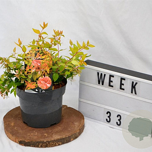 Abelia grandifl. 'Francis Mason' 25-30 cm 3,0L