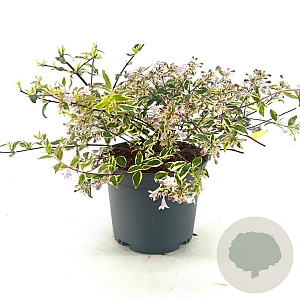 Abelia grandifl. 'Hopleys' 20-30 cm 2,0L