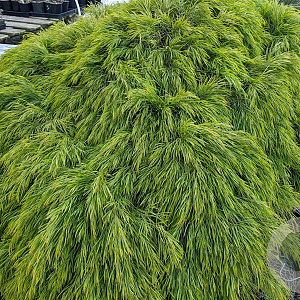 Acacia cognata 150-175 cm 20L