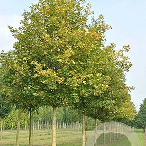 Acer campestre 'Huibers Elegant' 50-60 HO draadkluit 250 cm stam