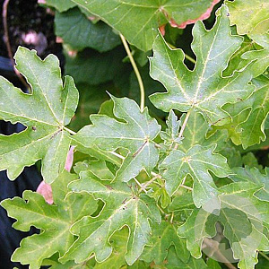 Acer campestre 'Queen Elizabeth' 45-50 HO draadkluit 250 cm stam