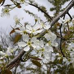 Pyrus sinkiangensis 8-10 HO draadkluit