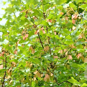 Acer monspessulanum 6-8 HO 50L