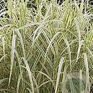 Miscanthus sin. 'Variegatus' GM  P11
