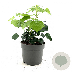 Hedera hel. 'Arborescens' 20-30 cm 2,0L