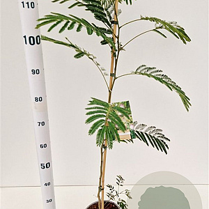 Albizia julibrissin 80-100 cm 3,0L