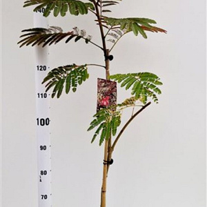 Albizia julibr. 'Evi's Pride' 170-200 cm 10L