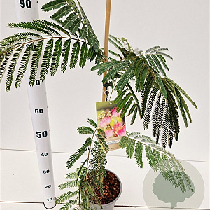 Albizia julibr. Ombrella 60-80 cm 3,0L