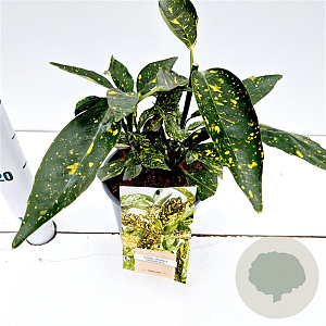 Aucuba jap. 'Crotonifolia' 20-30 cm 2,5L