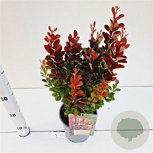 Berberis thunb. 'Red Rocket' 30-40 cm 2,5L