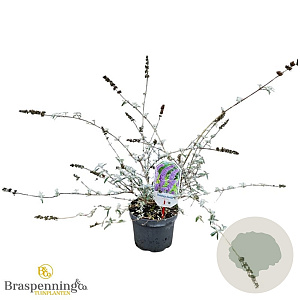 Buddleja d. 'Nanho Blue' 40-50 cm 3,0L