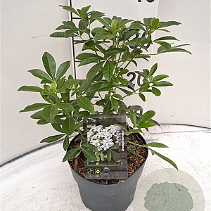 Choisya ternata 20-30 cm 2,0L
