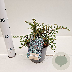 Cotoneaster atrop. 'Variegatus' 25-30 cm C1.5