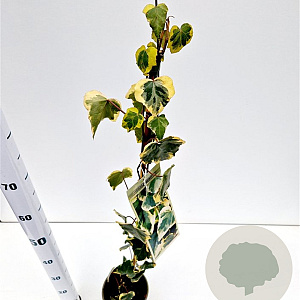 Hedera colchica 'Dentata Variegata' 70-80 cm rozenpot 2L