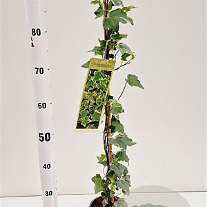 Hedera hel. 'Glacier' 70-80 cm rozenpot 2L