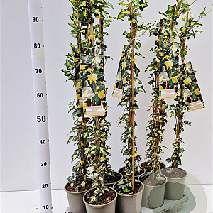 Hedera hel. 'Goldheart' 70-80 cm rozenpot 2L