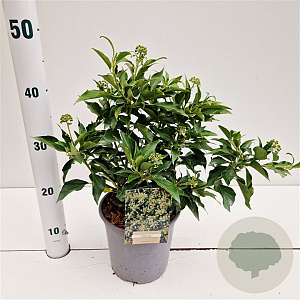 Hedera hel. 'Zorgvlied' 20-30 cm 2,5L