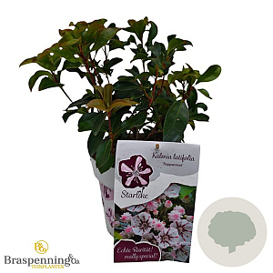 Kalmia lat. 'Peppermint' 30-40 cm 3,0L