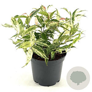 Leucothoe f. 'Rainbow' 20-30 cm 2,0L